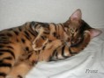 /album/prinz1/bengal-katzen-prinz019-jpg1/